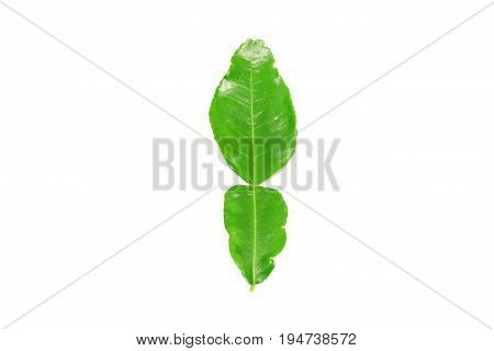 Kaffir lime and kaffir lime leaf on white background
