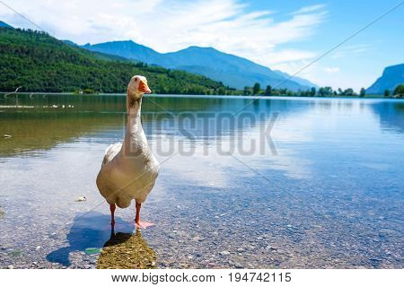 Close up goose on the bank of Toblino lake in Italian Alps 