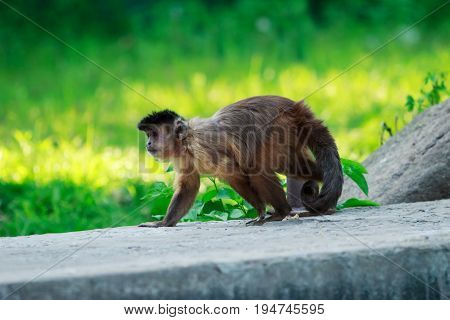 Brown capuchin monkey on a green background