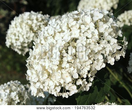The lovely fresh white flowers of Hydrangea arborescens 'Annabelle', also known as Hortensia, against a dark background.