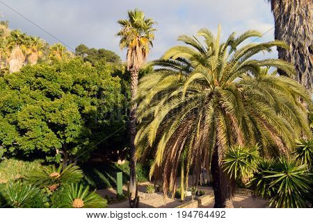 Variety of Cactus in the public park in Barcelona Spain