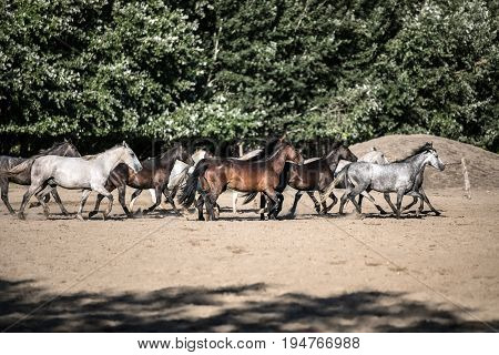 Purebred horses galloping through on animal farm summertime. Horse herd run gallop across animal farm in the dust against green natural background