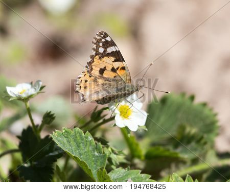 Macro of a Butterfly Cacyreus marshalli on a strawberry flower