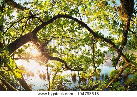 sunlight through oak tree branches in morning