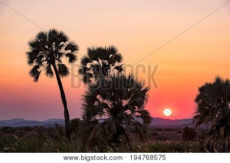 the beautiful Palmwag Palmtrees in the Sunset