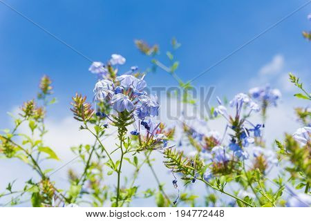 Close-up of beautiful Blue Flowers in Sunlight. View on a Plumbago auriculata also known as  Cape plumbago Cape leadwort or Plumbaginaceae. Blooming Flower in Summer