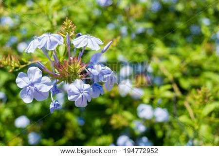 Close-up of beautiful Blue Flowers in Sunlight. View on a Plumbago auriculata also known as  Cape plumbago Cape leadwort or Plumbaginaceae. Blooming Flower in Summer