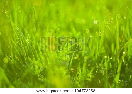 Vivid background of green grass and drops of morning dew