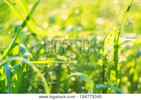 Vivid background of green grass and drops of morning dew