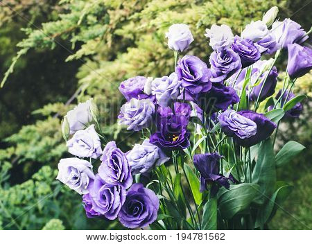 Closeup to beautiful purple and white lisianthus (tulip gentian, texas blue bell). Eustoma Grandiflorum. Bridal bouquet of white and lilac flowers of eustomas.