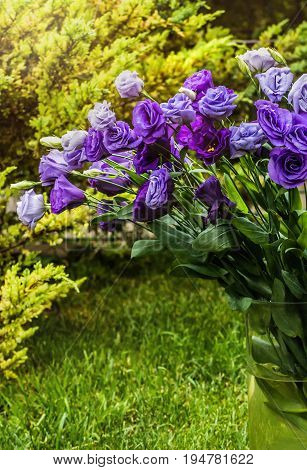Closeup to beautiful purple and white lisianthus (tulip gentian, texas blue bell). Eustoma Grandiflorum. Bridal bouquet of white and lilac flowers of eustomas.