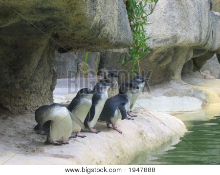Austrarian pinguim