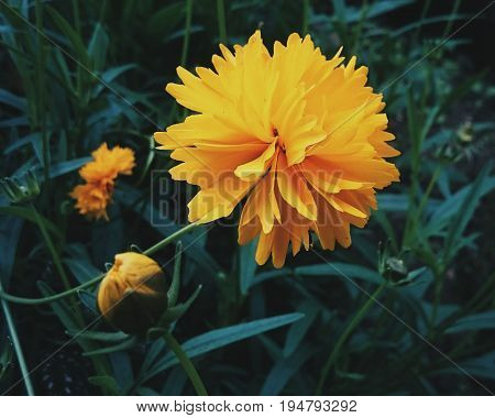 Nature's gift - Vibrant yellow chrysanthemum flower in a garden.