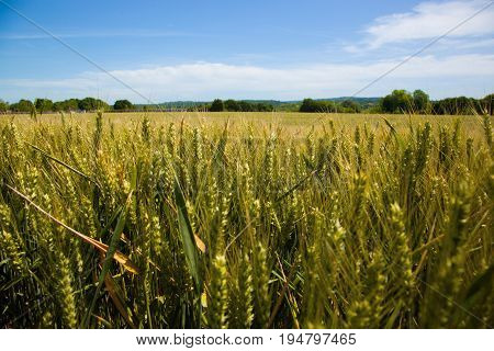 Wheat fields in the Vexin region in France, with a blue sky in background