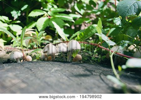 Wood-destroying mushrooms, in leku on a stump, against a background of green foliage. Close-up.