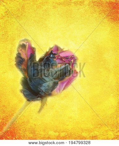 Pink rose fade from fire on grungy vintage background.