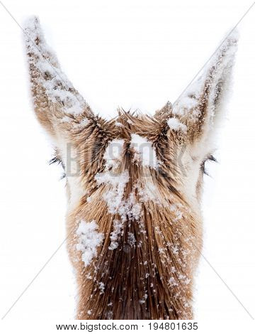 The Back of the Head of a Pronghorn Covered in Snow
