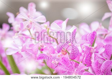 Mokara Orchid Bouquet In The Garden,soft Filter And Blurred Background.