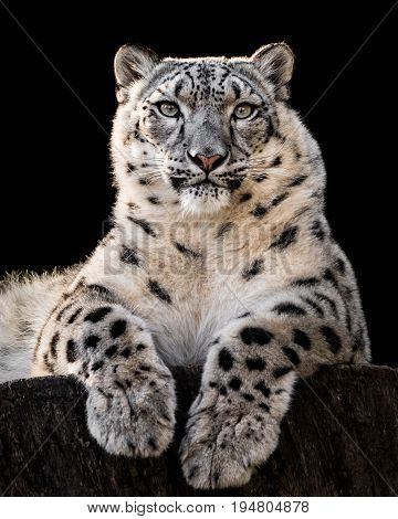 Was specially Search snow leopard porn advise you Search snow leopard porn opinion you