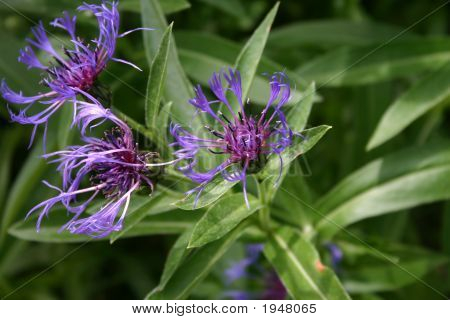 ดอกไม้สีม่วง Spikey