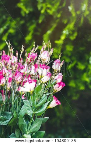Closeup to beautiful pink and white lisianthus (tulip gentian). Eustoma Grandiflorum. Bridal bouquet of white and pink flowers of eustomas.