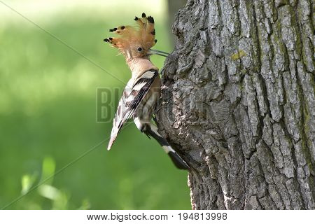 Nice bird with crest Hoopoe (Upupa epops)