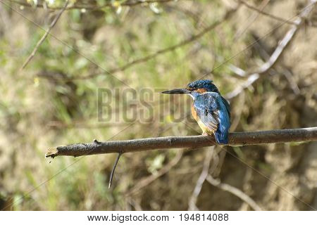 Beautiful kingfisher in natural habitat (alcedo atthis)