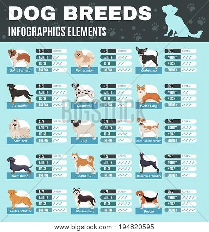 Colored breed dogs infographics with size agility noise and energy points of different breeds vector illustration