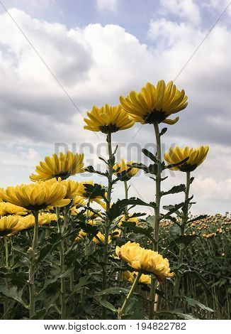 Yellow Chrysanthemum flower under the cloudy sky of the countryside farm.