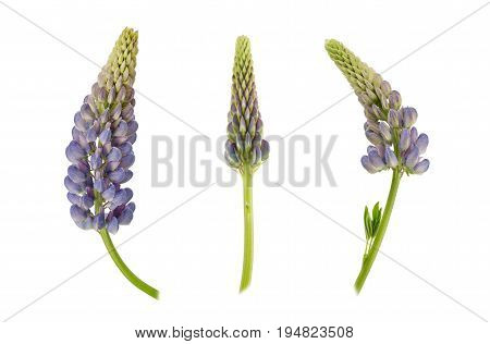 Set of violet lupin flowers isolated on white background