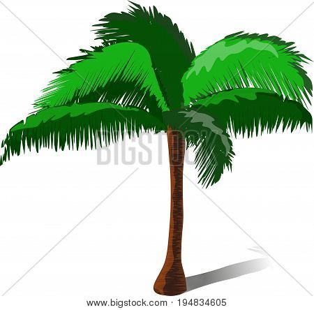Vector image of a palm tree on a white background
