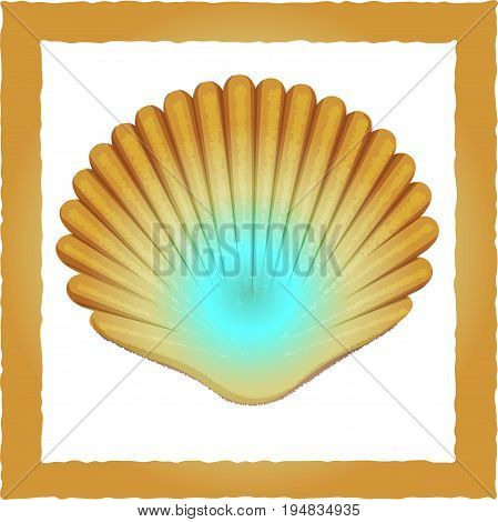 Vector image sea shell on white background