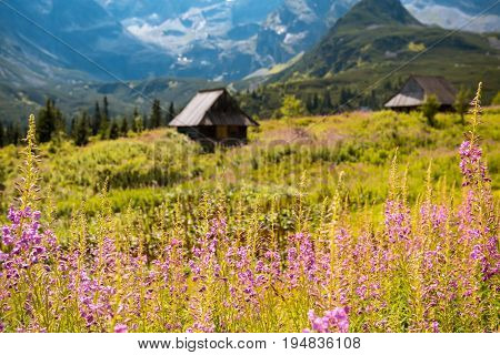 Summer view to Hala Gasienicowa in valley, Tatra mountains Zakopane Poland
