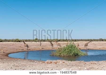 Seven Namibian giraffes giraffa camelopardalis angolensis at a waterhole in Northern Namibia