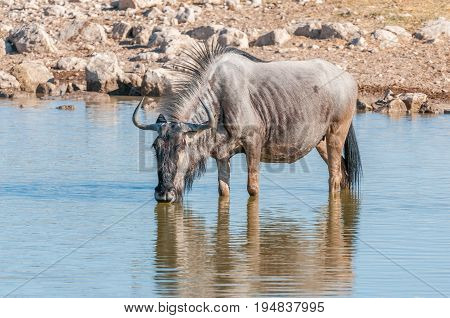 A blue wildebeest Connochaetes taurinus also called a white-bearded wildebeest or brindled gnu drinking water