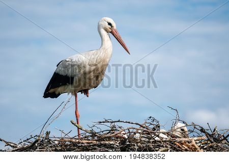 Stork standing in nest with its chicks against blue sky close up