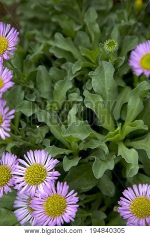 A Bush of Foliage and Purple Daises