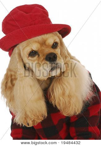 ładny cocker spaniel noszenie czerwony kapelusz i płaszcz na białym tle