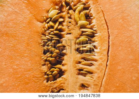 Melon seeds background and texture. Close up view of melon cut in a half with seeds. Organic texture and background. Fresh fruit. Macro view of melon surface. Melon texture. Healthy food.