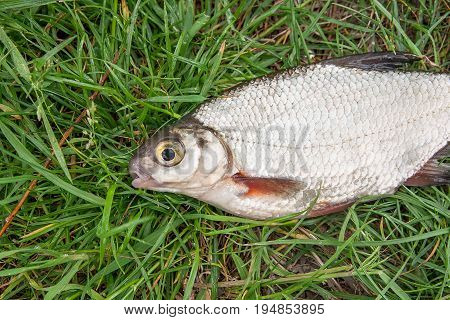 Close Up View Of The Signle White Bream Or Silver Fish On The Natural Background. .