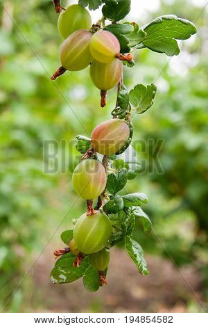 Branch Of Gooseberry With Green Berries And Leaves In The Garden..