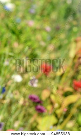 Abstract defocussed background of colourful flowers and foliage in different shades of green