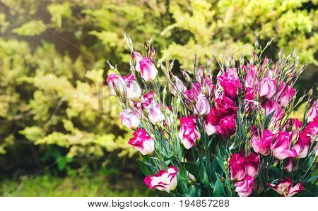 Closeup to beautiful pink and white lisianthus (tulip gentian). Eustoma Grandiflorum. Bridal bouquet of white and pink flowers of eustomas.