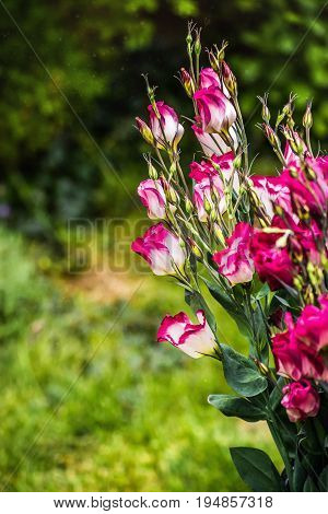 Closeup to beautiful pink and white lisianthus (tulip gentian). Eustoma Grandiflorum. Bridal bouquet of white and pink flowers of eustomas.