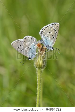 Large Blue Butterfly