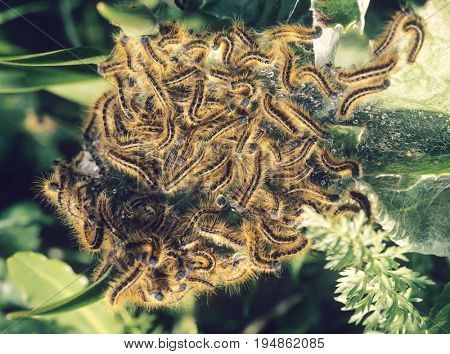Tent Caterpillars