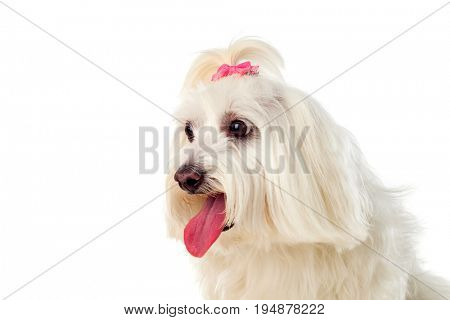 Portratit of a white dog with a pigtail Maltese bichon