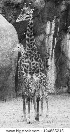 Giraffe, mother and calf - Houston Zoo