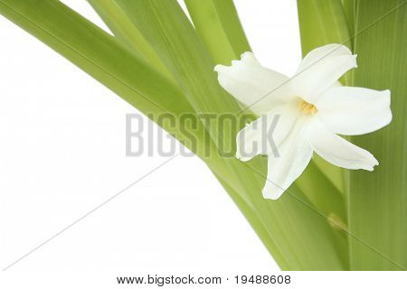 blomster hyacinth. Disse??? knytte til foråret, Ungdom, aroma, skønhed...