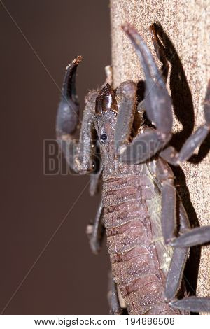 Scorpion In Costa Rica